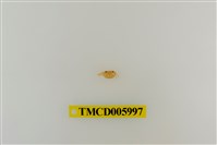 藏品(拉氏清溪蟹)的圖片